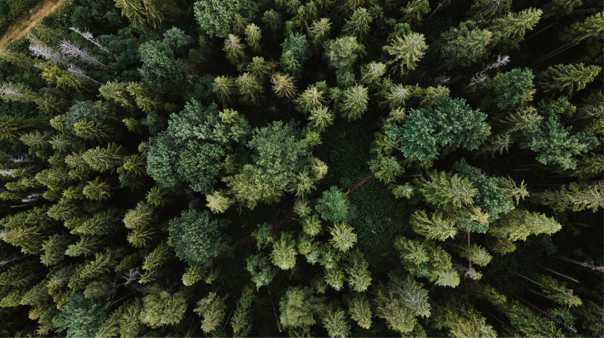 Top down image of trees